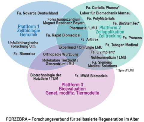 FORZEBRA - Forschungsverbund für zellbasierte Regeneration im Alter