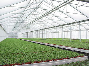 Untertischheizung in Großgewächshaus