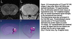 Monitoring von adulten Stammzellen
