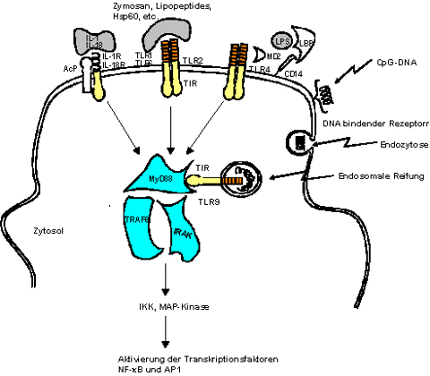 CpG-DNA (Adjuvans) und Protein (Antigen) Konjugate