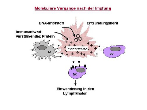 Molekulare Vorgänge nach HIV-Impfung