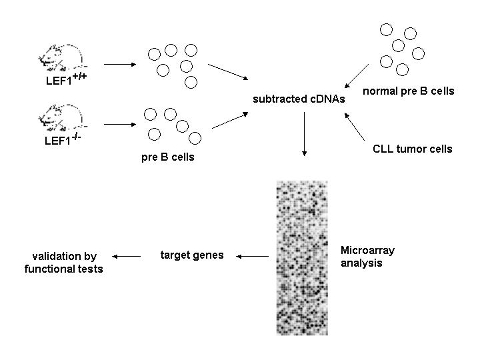 Identifizierung und Charakterisierung neuer Zielproteine in B Zelltumoren