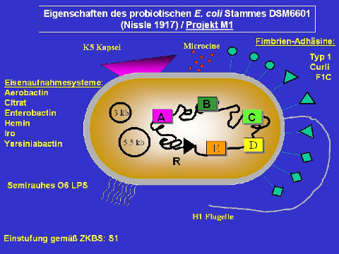 Eigenschaften des probiotischen E. coli Stammes DSM6601