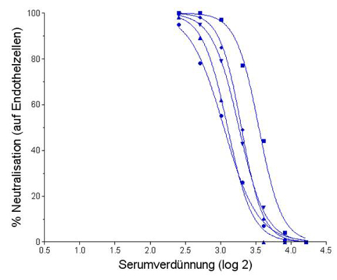 Neutralisationskapazität eines Serums gegenüber Endothelzellinfektionen