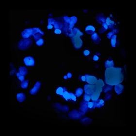 Verbesserung von Therapie und Impfstoff